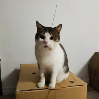 A cat sitting on top of a cardboard box