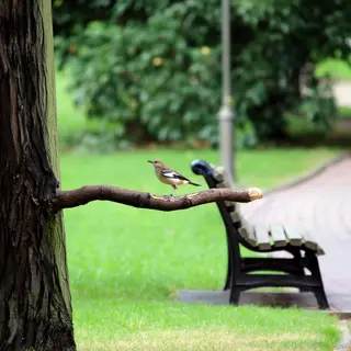 A bird perched on a branch, the branch extending from a tree