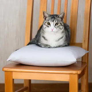 A cat sitting on a pillow, the pillow placed on a wooden cha
