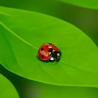 A ladybug sitting on a large green leaf, shown at realistic 