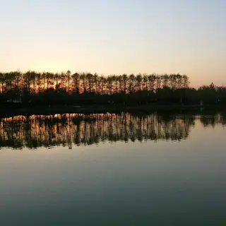 A row of trees reflected in a calm lake at sunset, with the 