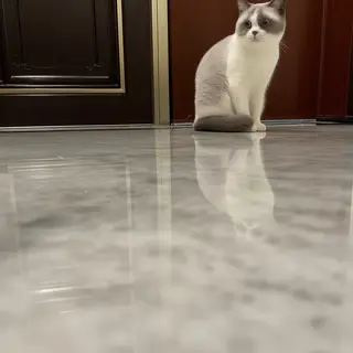 A cat sitting on a polished marble floor with its reflection