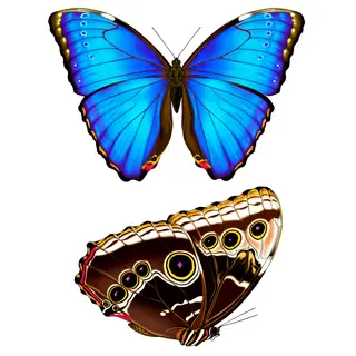 A Morpho menelaus butterfly with accurate iridescent blue do
