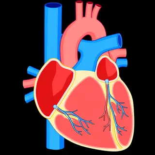 An anatomical illustration of the human heart showing four c
