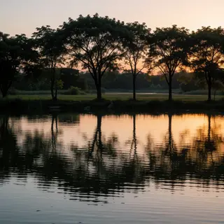 A row of trees reflected in a calm lake at sunset, with the 