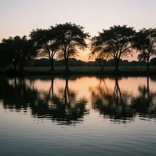 A row of trees reflected in a calm lake at sunset, with the 
