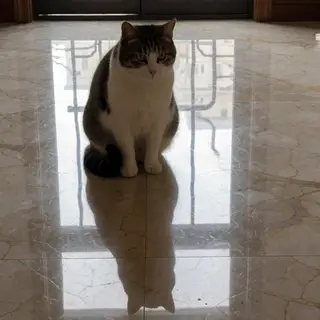 A cat sitting on a polished marble floor with its reflection