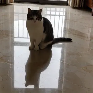 A cat sitting on a polished marble floor with its reflection