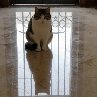 A cat sitting on a polished marble floor with its reflection