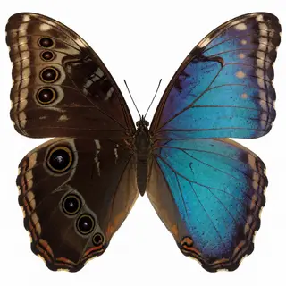 A Morpho menelaus butterfly with accurate iridescent blue do