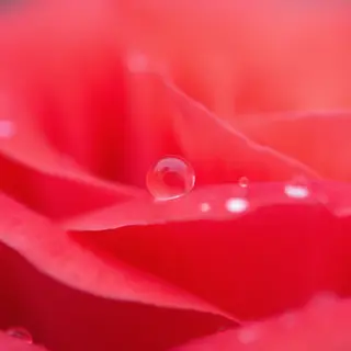 A close-up macro shot of a single dewdrop on a rose petal, s