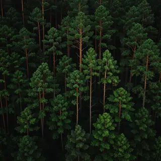 A forest scene where the foliage is precisely #2D5F2D (dark 