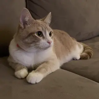 A cat lying on a couch without a collar