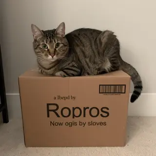 A cat sitting on top of a cardboard box