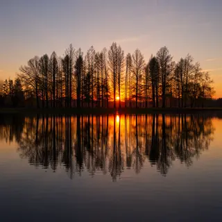 A row of trees reflected in a calm lake at sunset, with the 