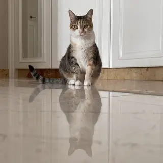 A cat sitting on a polished marble floor with its reflection