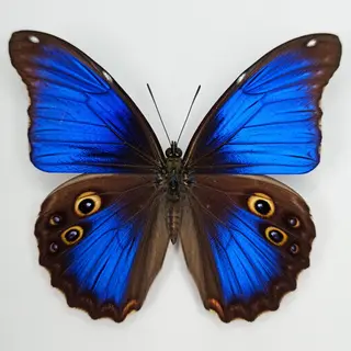 A Morpho menelaus butterfly with accurate iridescent blue do