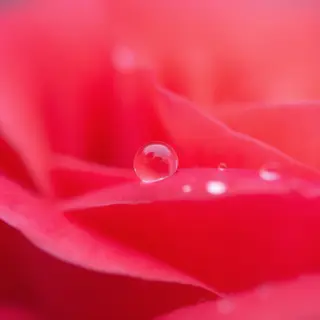 A close-up macro shot of a single dewdrop on a rose petal, s