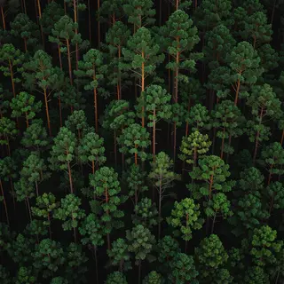 A forest scene where the foliage is precisely #2D5F2D (dark 