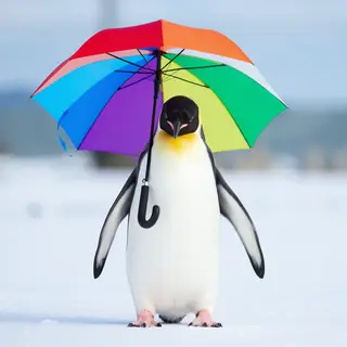 A penguin holding a colorful umbrella