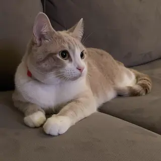 A cat lying on a couch without a collar