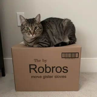 A cat sitting on top of a cardboard box