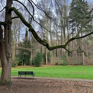 A bird perched on a branch, the branch extending from a tree