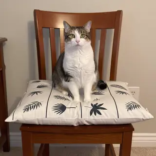 A cat sitting on a pillow, the pillow placed on a wooden cha