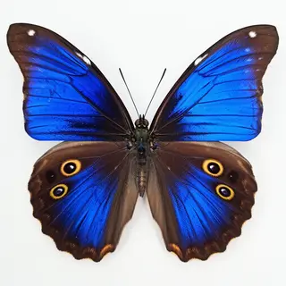 A Morpho menelaus butterfly with accurate iridescent blue do