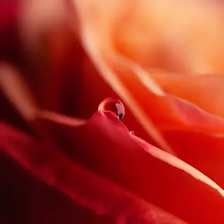 A close-up macro shot of a single dewdrop on a rose petal, s