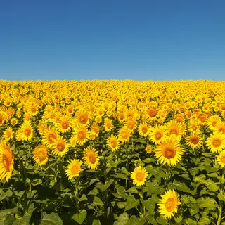 A field of pure sunflower yellow flowers under a clear blue 