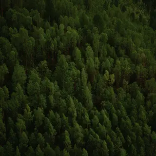 A forest scene where the foliage is precisely #2D5F2D (dark 