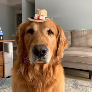 A golden retriever wearing a tiny cowboy hat