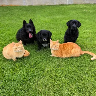 2 orange cats and 3 black dogs sitting together on a grassy 