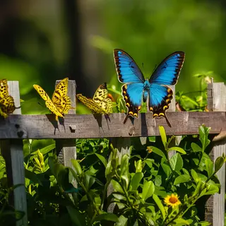 1 blue butterfly and 3 yellow butterflies resting on a garde