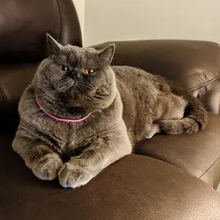 A cat lying on a couch without a collar