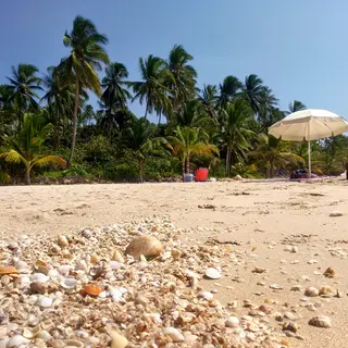 A sandy beach with palm trees, seashells, and a beach umbrel
