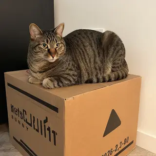 A cat sitting on top of a cardboard box