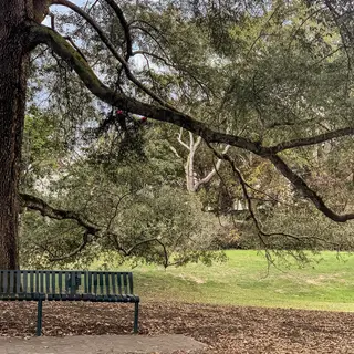 A bird perched on a branch, the branch extending from a tree