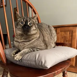 A cat sitting on a pillow, the pillow placed on a wooden cha
