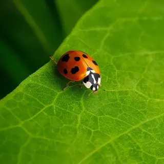 A ladybug sitting on a large green leaf, shown at realistic 