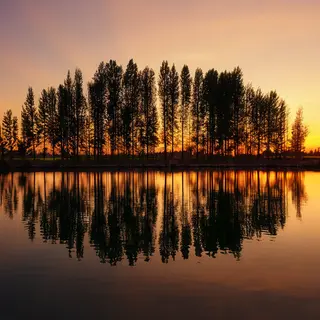 A row of trees reflected in a calm lake at sunset, with the 