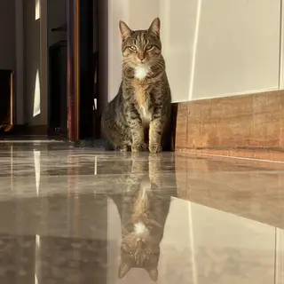 A cat sitting on a polished marble floor with its reflection
