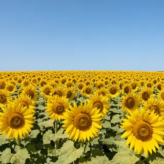 A field of pure sunflower yellow flowers under a clear blue 