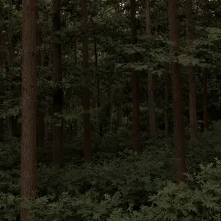 A forest scene where the foliage is precisely #2D5F2D (dark 