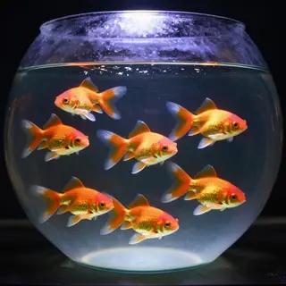 Exactly 9 goldfish swimming in a large round fishbowl
