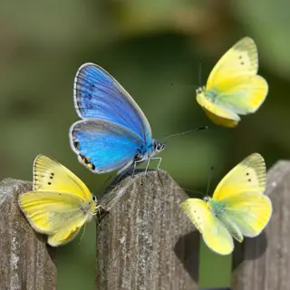 1 blue butterfly and 3 yellow butterflies resting on a garde