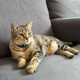 A cat lying on a couch without a collar