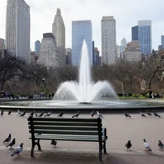 A city park with a park bench and pigeons in the foreground,
