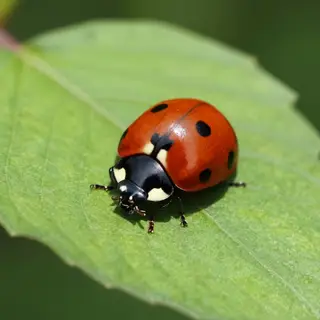 A ladybug sitting on a large green leaf, shown at realistic 